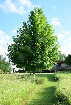 HN1_6509-95.jpg