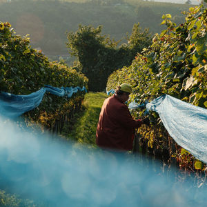 Content Creation: Weingut Bernhart 