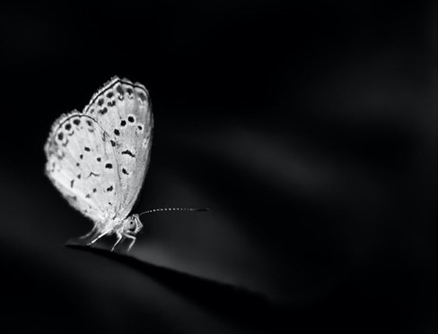 clear butterfly image using near-infrared technology