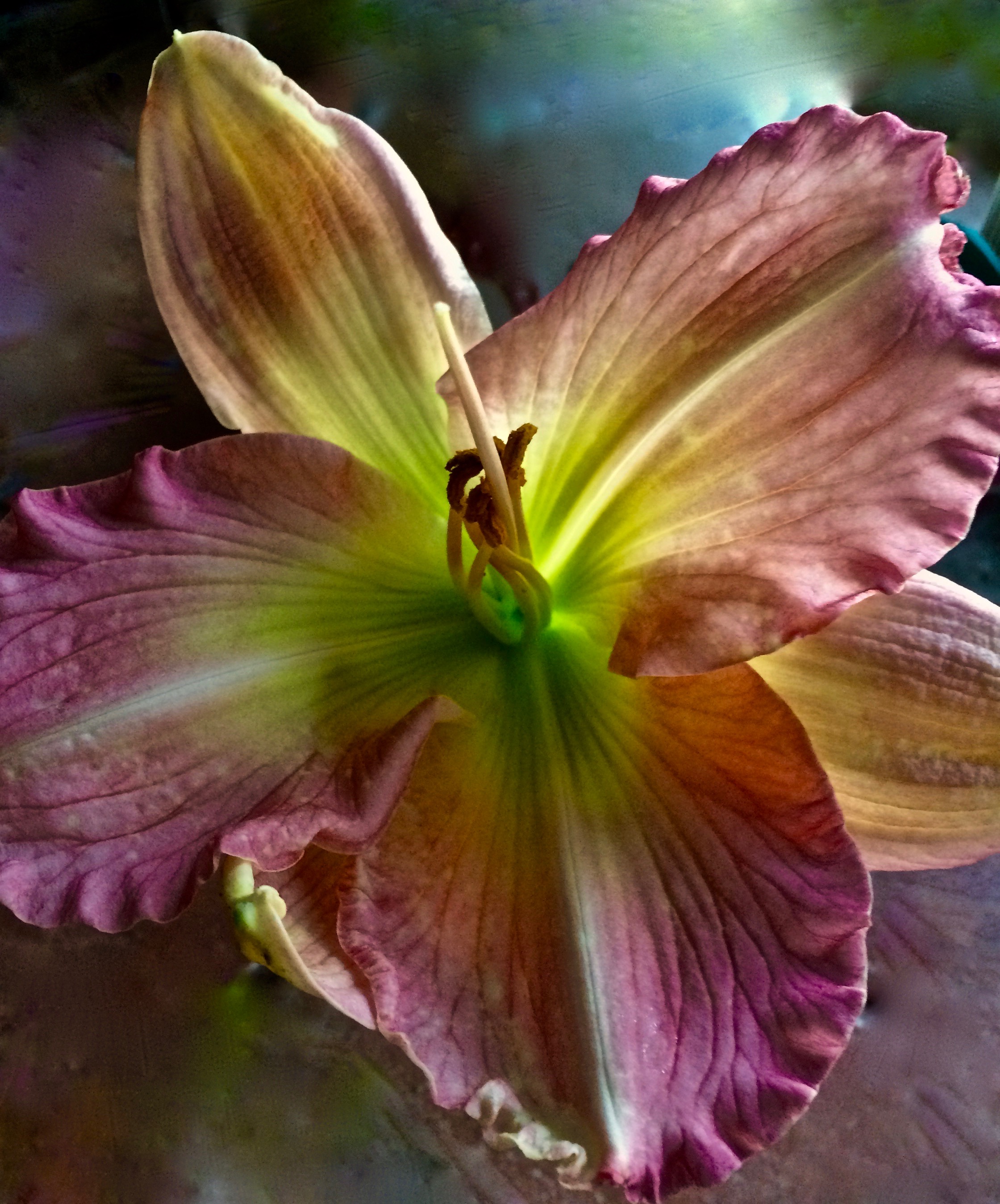 Daylily Aglow.jpg