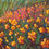 Thumbnail: Coastal Poppies (after Hanson). Choose size to preview price.