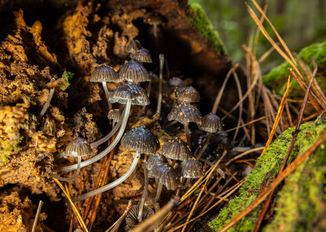 _E5A9810-Enhanced-NR