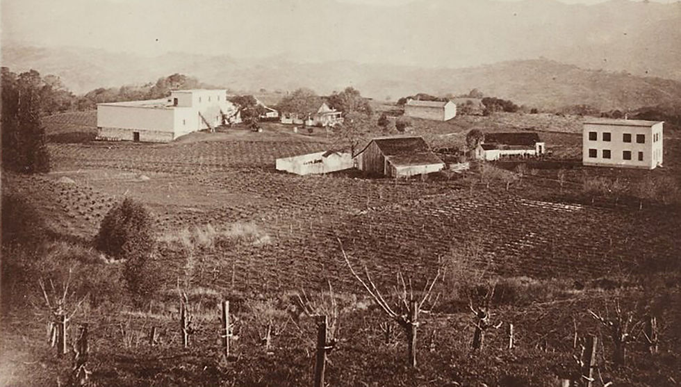 Tokay VIneyard Glen Ellen, CA.jpg