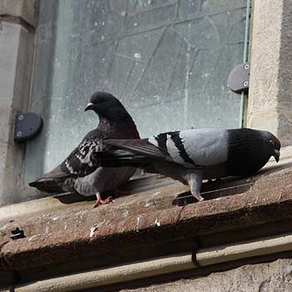 Feathers fly over unholy mess
