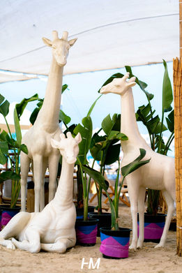 שלושה פסלי ג'ירפות לבנים וגדולים – אחת רובצת ושתיים עומדות – מוצבים כחלק מעיצוב מתחם האירוח באירוע Drive-net ✦ Club. הפסלים משולבים בין עציצים של צמחייה טרופית ירוקה על חול הים, תחת הצללה לבנה. הפקה: חגי מגידו – HM Productions.