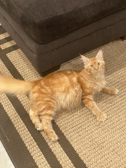 Females Mainecoonbreeder Cuddly Coons United States