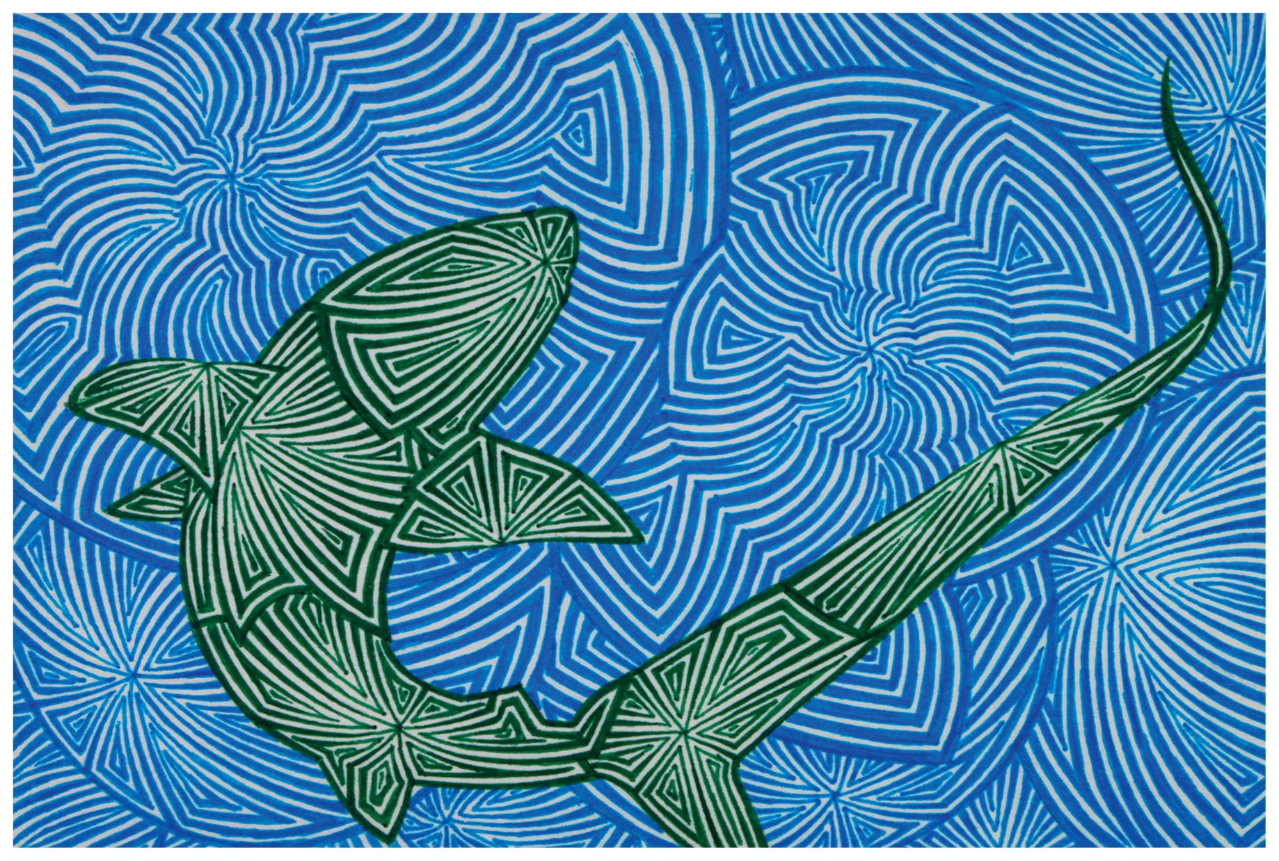 Pelagic Thresher Shark