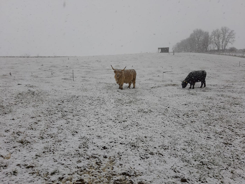 Miniaturbild: XÜNDA MIST | XÜNDA Mensch & Tier | Agni Hotra | Benjamin Kreimel