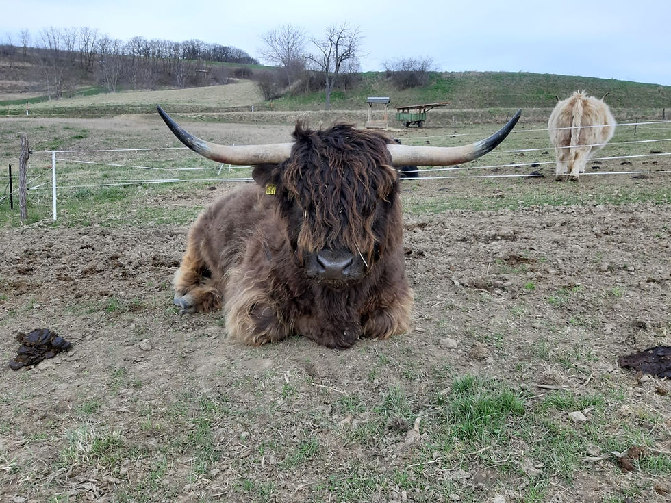 Miniaturbild: XÜNDA MIST | XÜNDA Mensch & Tier | Agni Hotra | Benjamin Kreimel