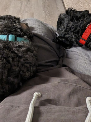 blankets vs sweatshirts