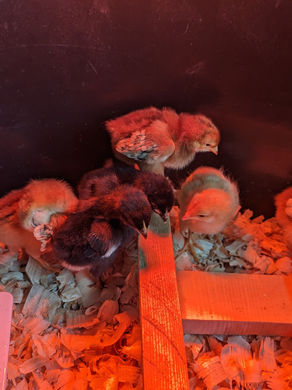 chicky chicks