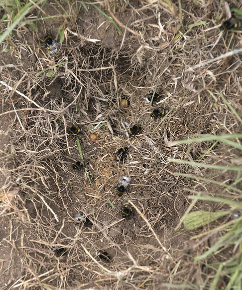 nid de bourdons au sol en seine et marne