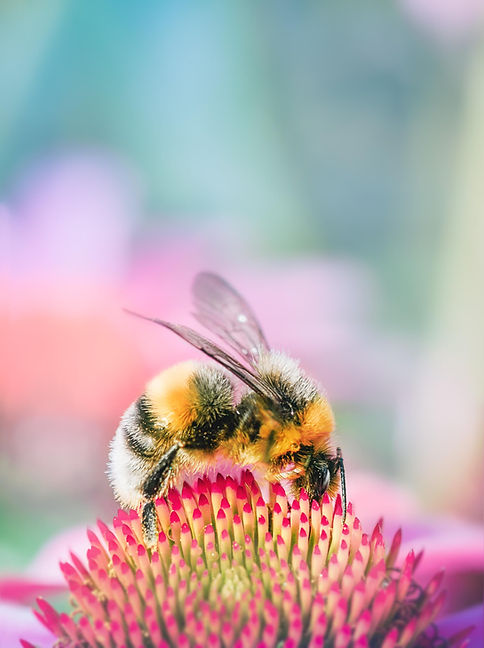 bourdon pollinisateur en seine et marne