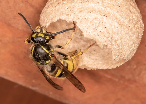 guêpe qui fait son nid en seine et marne 77