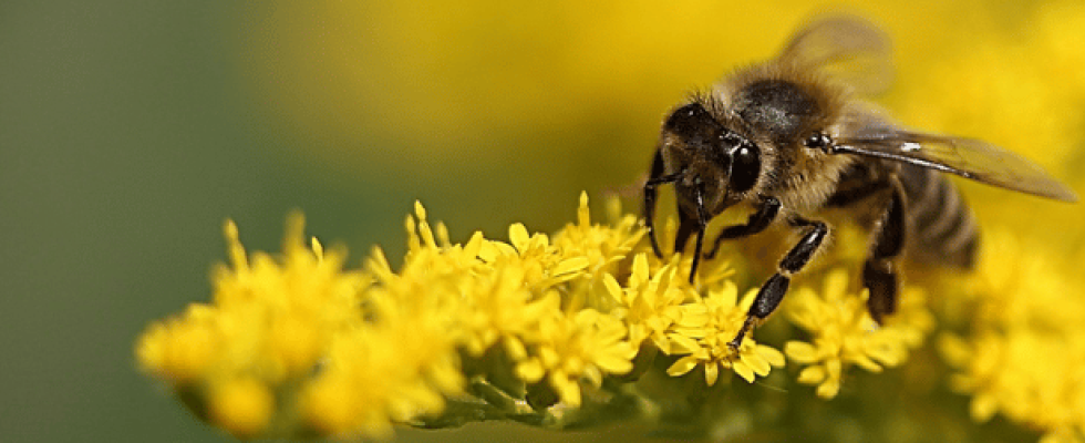 Abeilles pollinisateur et biodiversité seine et marne