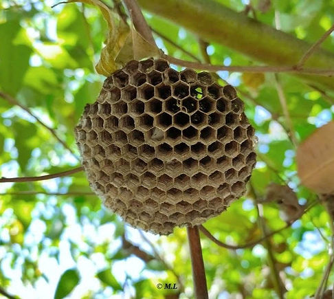 Nid de guepes dans un arbre seine et marne