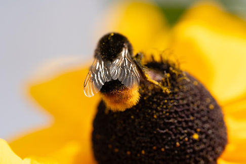 petit bourdon sur tournesol 77
