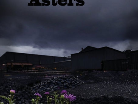 Coal Dust On Purple Asters