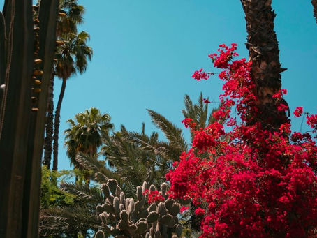 Transform Your Outdoor Space: A Comprehensive Guide to Landscaping