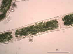 célula intermedia de un filamento