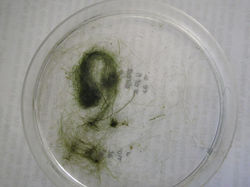 hábito de R.tortuosum