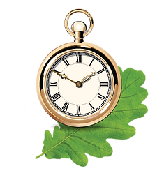 Rose gold antique pocket watch over green English oak leaf.