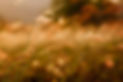 sunset-grass-and-wildflowers-2021-08-28-13-06-08-utc.jpg
