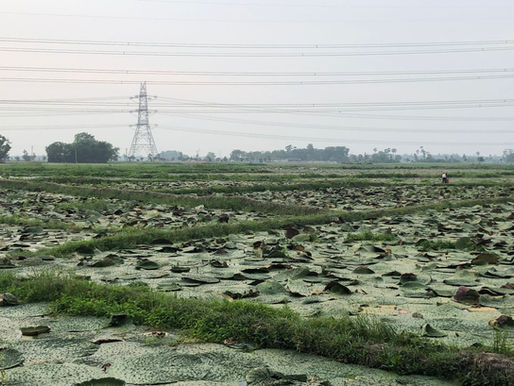 How Makhana farmers split their time between muddy ponds & the city