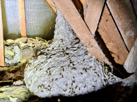 rès grand nid de guêpes fixé à la charpente dans des combles