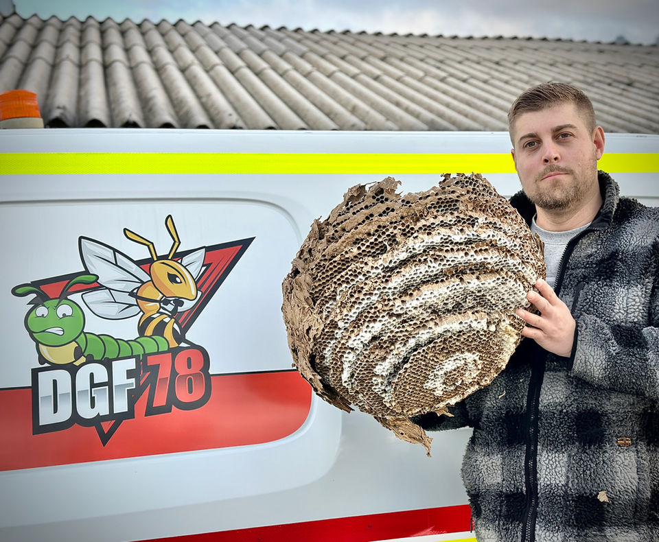 Technicien DGF 78 tenant un grand nid de frelons asiatiques devant le camion au logo de l'entreprise