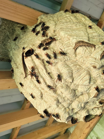 nid de frelons asiatiques de taille impressionnante