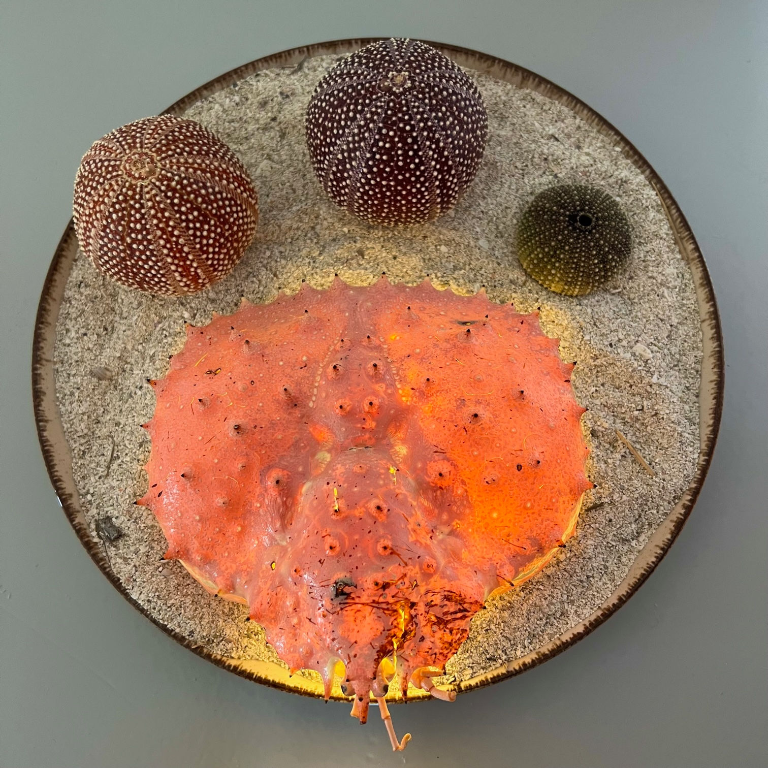 King crab lantern with string of lights on a barrel with sand and sea urchins. Battery not included.