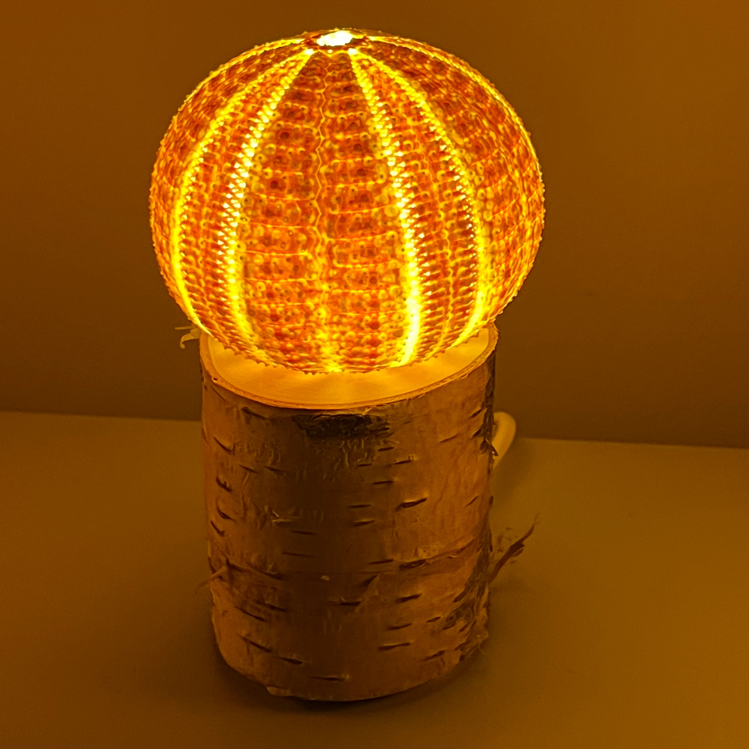 Aristoteles Lykt på bjørk, gigant