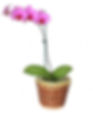 POTTED ORCHID - $ 50.00