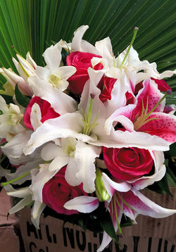Lillies to Love