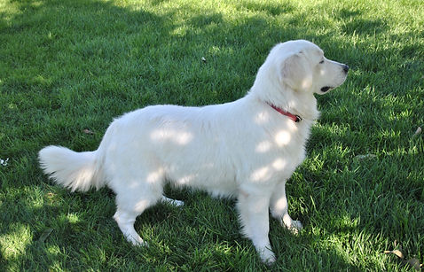 English Cream Retriever, Retriever, Golden Retriever, Goldendoodle, Mini Goldendoodle, White Retriever, White Retriever Puppies, Puppies for sale, ivory golden retriever, Non Shedding dog, Puppies for sale
