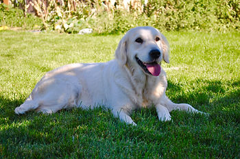 English Cream Retriever, Retriever, Golden Retriever, Goldendoodle, Mini Goldendoodle, White Retriever, White Retriever Puppies, Puppies for sale, ivory golden retriever, Non Shedding dog, Puppies for sale