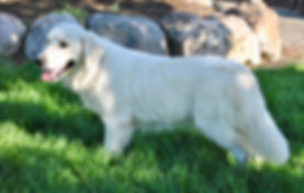 English Cream Retriever, Retriever, Golden Retriever, Goldendoodle, Mini Goldendoodle, White Retriever, White Retriever Puppies, Puppies for sale, ivory golden retriever, Non Shedding dog, Puppies for sale