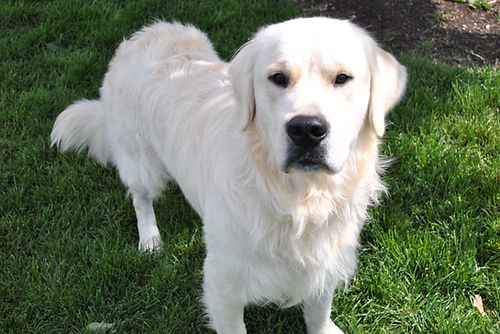 English Cream Retriever, Puppies for Sale, Stud Dog, Stud, Engish Goldendoodle, White Retriever