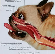 Brachycephalic Atemnot