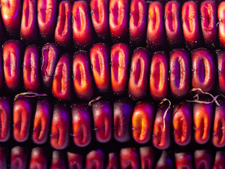 Purple Corn Could Replace Artificial Food Dyes. Mizzou Researchers Are Making It Shelf-Ready.