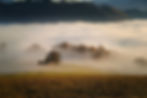Nebellandschaft