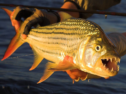 Tigerfishing in Chitembe