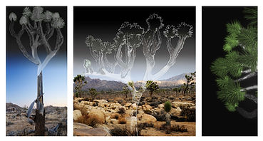 joshua-tree-ghosts.jpg