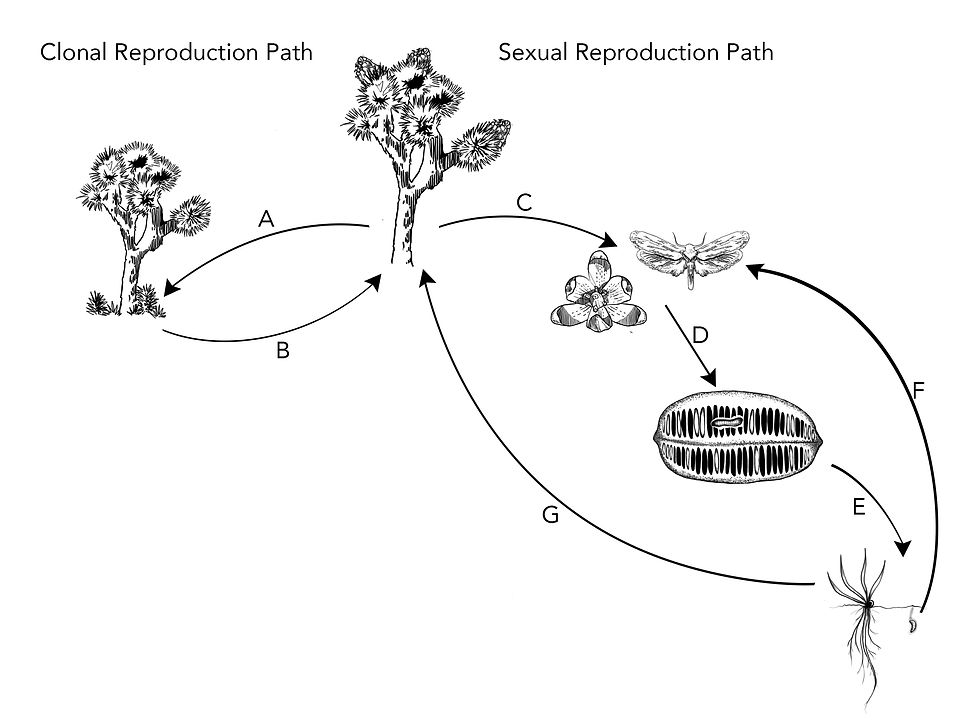 Joshua tree lifecycle