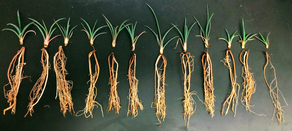 Seedlings inoculated with diff fungi
