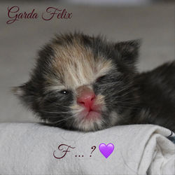 Funny blu Lady, 3 giorni