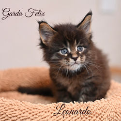 Leonardo - 1 mese