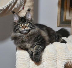 Adriana, 4,5 mesi