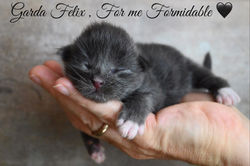 For me Formidable, 5 giorni